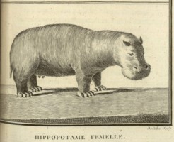 Diaporama : Hippopotame Femelle