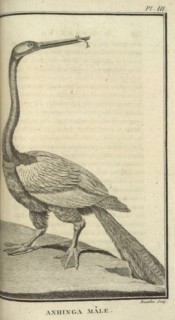 Diaporama : Anhinga Mle