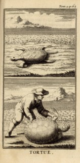Diaporama : Tortue