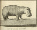 Hippopotame femelle