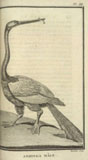 Anhinga mâle
