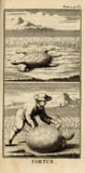 Tortue