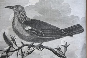 Illustration d'oiseau
