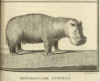Hyppopotame femelle