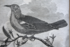 oiseau